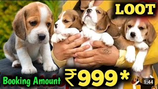 Cheapest Dog Market  Beagle Puppies Available Low Price  All India Delivery  Best Dog Shop Delhi [upl. by Daht675]