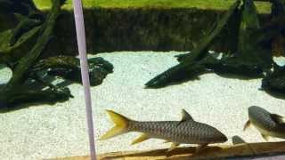 Singapore River Safari  Goonch Tank Juvie Sun Cats and Canarensis cichlid [upl. by Othilia505]