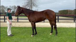 U S Navy Flag  Its Bianca filly [upl. by Anirres]