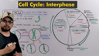 Interphase of Cell Cycle  Cell Division How Cell prepare itself to Divide [upl. by Decima875]