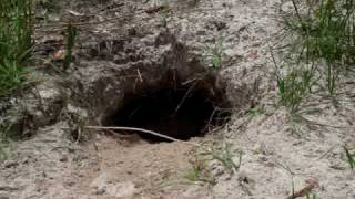 Gopher Tortoise Digging a Burrow [upl. by Cherie]