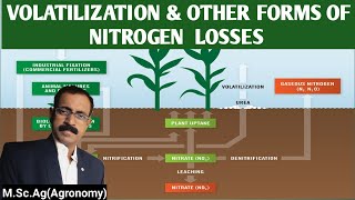 VOLATILIZATION AND OTHER FORMS OF NITROGEN LOSSES [upl. by Jaunita969]