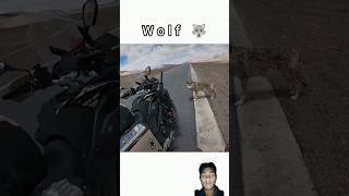 Bikers amp Wolf 🐺 [upl. by Adine]