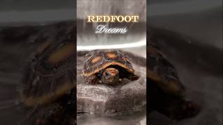 Redfoot Dreams tortoise redfoot reptiles animalphotos tortoiseaddict cuteanimals funny [upl. by Yellek]