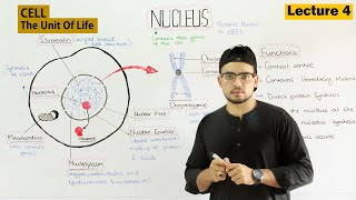 Nucleus Structure and Function  Video 4 [upl. by Ferriter]