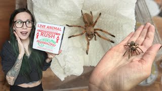 Attention HATERS Aphonopelma are NOT BORING  UNBOXING my NEW FAVORITE TARANTULAS from Tom P [upl. by Nasas]