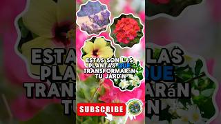 🌷Top 5 plantas resistentes al sol ☀️ [upl. by Ynamrej]