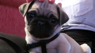 MOPSHOND PUPPY  Weekvlog [upl. by Azrim974]