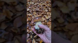 fungi porcini boletus edulis steinpilze hrib grzyby borowik [upl. by Eelnayr]