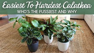 Hard to Easy Calathea  Whos the Fussiest and Why [upl. by Meehaf]