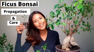 Ficus Bonsai propagation and care  How to propagate Ficus Bonsai [upl. by Atul830]