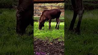 Lüneburg Heath Wildlife Park  Der Elch ist der größte Vertreter der Familie der Hirsche [upl. by Nevaed]