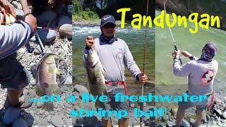 Spotted Yellow Tail Bass Fishing  CDO River  Bait amp Wait  CDO Mindanao Tandungan Pargo [upl. by Aicnerolf]