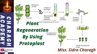 Plant Regeneration By Using Protoplast [upl. by Yht]