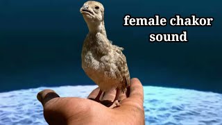 female chakor sound in 4k hd birds  صدای کبک مادہ [upl. by Oenire]