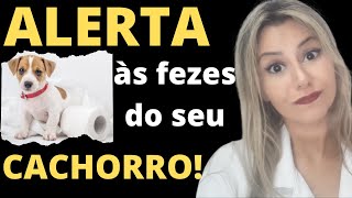 Sinais de alerta no coco do seu cachorro O que o cocô do seu cachorro diz sobre a saúde dele [upl. by Amaral61]