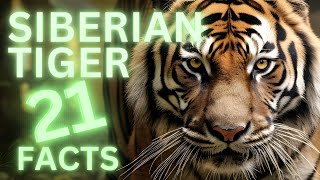 The Worlds Largest Cat 21 Awesome Facts About Siberian Tigers [upl. by Nueovas971]