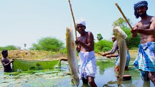 Fish Catching and Cooking  Viral Meen Kulambu  Snakehead Murrel Fish Curry Recipe  Village Food [upl. by Yekim]