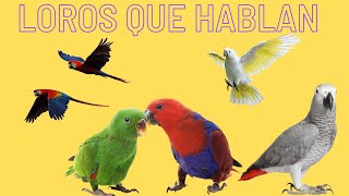 LOROS QUE HABLAN  Especies de Loros Que Hablan [upl. by Isidora]