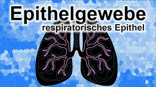 Epithelgewebe Teil 4  respiratorisches Epistel [upl. by Saduj]