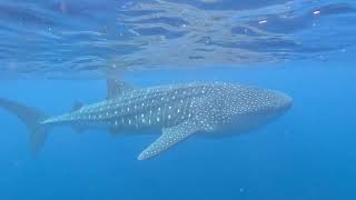 Whale Shark Swim Ningaloo Reef [upl. by Linnie]