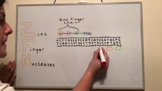 Genome Editing Techniques ZFNs TALENs and CRISPR [upl. by Oribel]