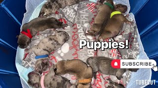 American Bully Puppies [upl. by Rosanna341]