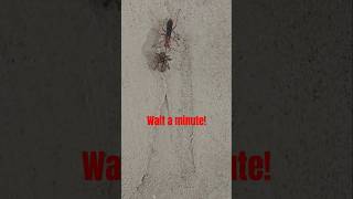 Spider big steppen 2 The Wasp wins wasp vs spider shocking viral fyp shorts [upl. by Ataliah]