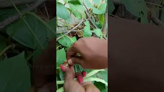 Cowpea beans harvest from the terrace garden💚 terracegarden vegetables viral shorts reels [upl. by Filippa]