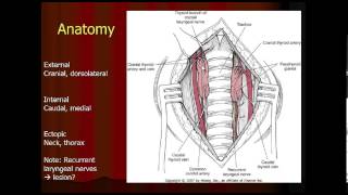 Parathyroid Gland Anatomy in the Dog and Cat [upl. by Mencher]