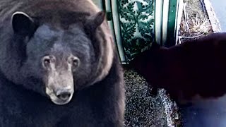 500Pound Bear ‘Hank the Tank’ Has Broken Into 28 Homes [upl. by Amalbergas]