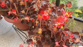 5 simple steps to save your Begonias in Summers for next season [upl. by Badger834]