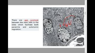 islets of langerhans amp pineal gland histology  Dr Ahmed Mostafa  أطباء [upl. by Annaeel]