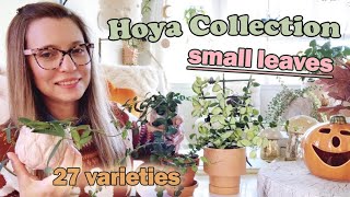 My Small Leaf Hoya Collection  27 Varieties  Hoya Tour [upl. by Renruojos]