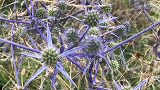 Boğa dikeni Eryngium amethystinum Ernygium Campestre [upl. by Ahsikar686]