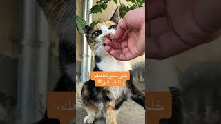 تتوقعوا تسامحني؟💔🤕 cat قطط اكسبلور قطتي [upl. by Aliel441]