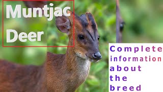 Muntjac Deer Pros and Cons Price How to choose Facts Care History [upl. by Onitnatsnoc]