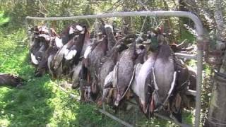 Duck hunting in New Zealand part 2 [upl. by Wind]