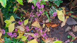 back garden November 1st greater Manchester England beauty berry amp erigeron Stallones [upl. by Oos]