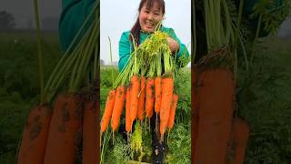 Is This The Right Time to Harvest Carrot  Amazing Carrot 🥕🥕 Harvesting shorts satisfying farming [upl. by Aitnis217]