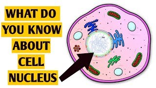 Cell Nucleus amp Organelles Explained [upl. by Reniti]