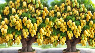 grafting mango trees Mangoes tree growing Best amp Use Aloe Vera Boosting root [upl. by Edlun]