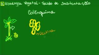 Colênquima  Botânica  Biologia [upl. by Akiras]