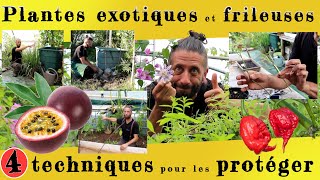 Plantes exotiques et frileuses 4 techniques pour les protéger [upl. by Eshelman]