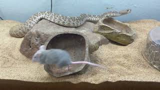 Beautiful RED RATTLESNAKE shows a rat who’s boss [upl. by Ydorb]