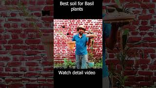 Best soil for Basil plants farming kitchengardenexpert kitchengarden [upl. by Tuppeny]