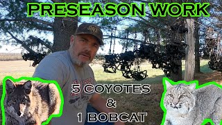 PRESEASON WORK amp December Coyote Catches 1 Bobcat amp 5 Coyotes S66 [upl. by Aeki]