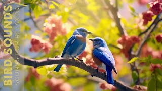 Birds Chirping 24 Hours Birdsong to Relieve Stress and Sleep Better Soothing Sounds of Nature [upl. by Tenej]