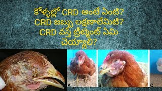 treatment for CRD diseaseCRD వస్తే ట్రీట్మెంట్ ఏమి చెయ్యాలి మీ కోళ్ళు ఆవిలిస్తూ చనిపోతున్నాయా [upl. by Esertal]