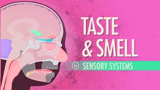 Taste amp Smell Crash Course Anatomy amp Physiology 16 [upl. by Angie]